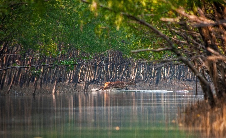 Sundarbans